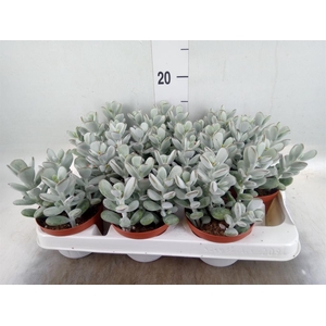Cotyledon  'Coral'
