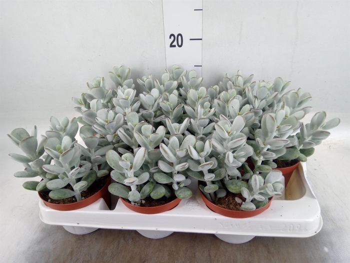 <h4>Cotyledon  'Coral'</h4>