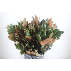 Magnolia Leaves P Bunch