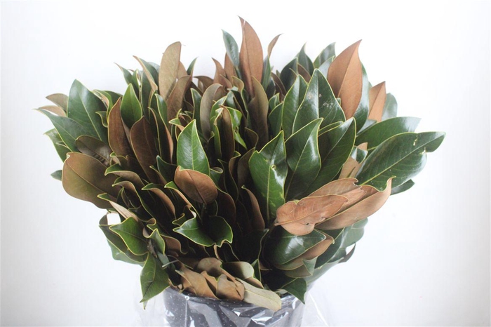 <h4>Magnolia Leaves P Bunch</h4>