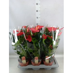 Anthurium andr. 'Felicita'