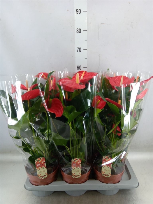 <h4>Anthurium andr. 'Felicita'</h4>