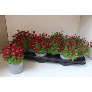 SAXIF AR TOUR DP RED