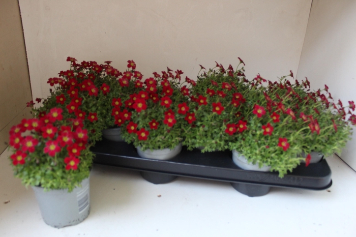 <h4>SAXIF AR TOUR DP RED</h4>