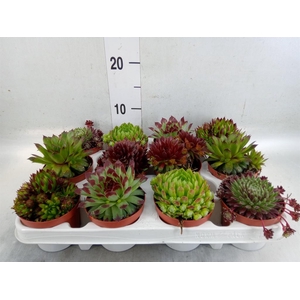 Sempervivum   ...