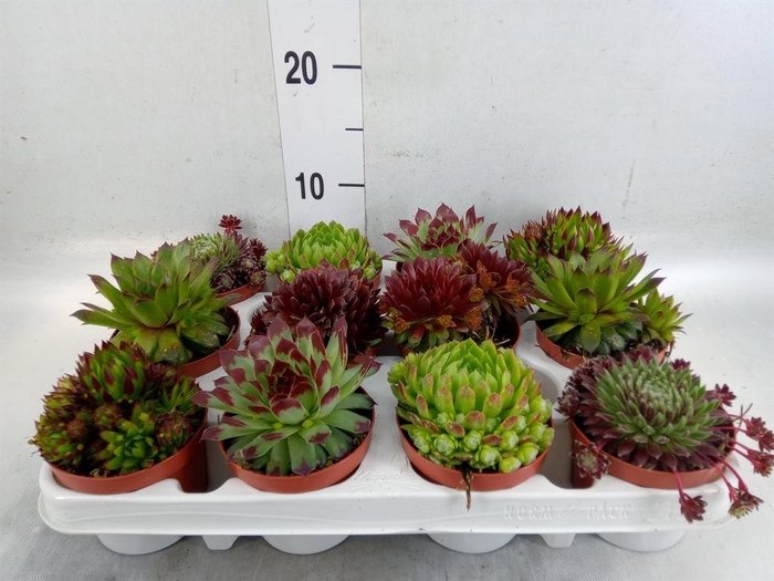 <h4>Sempervivum   ...</h4>