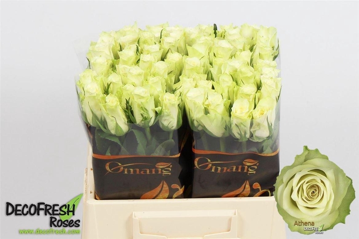 <h4>R Gr Athena</h4>