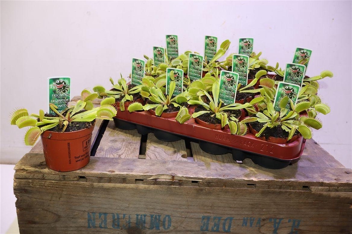 <h4>Dionaea Muscipula</h4>
