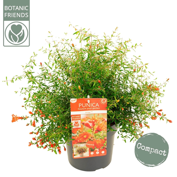 <h4>Punica granatum 'Uniqa' (PBR)</h4>