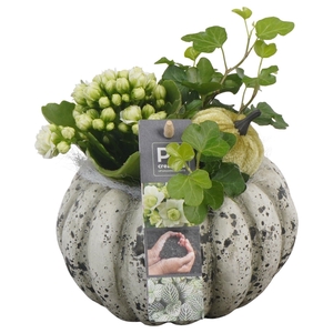 Arr.   Planten L%