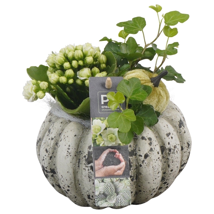 <h4>Arr.   Planten L%</h4>