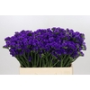 Limonium Sinuatum Navy Sun Birds