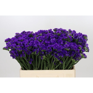 Limonium Sinuatum Navy Sun Birds