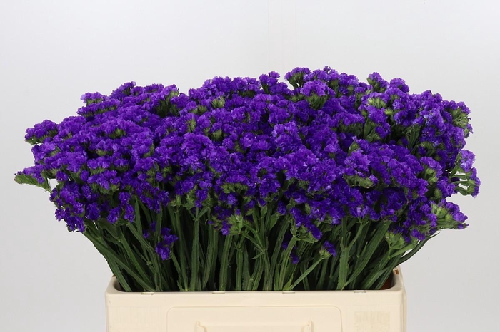 <h4>Limonium Sinuatum Navy Sun Birds</h4>
