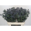 Eryngium Blue Dynamite
