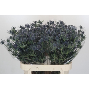 Eryngium Blue Dynamite