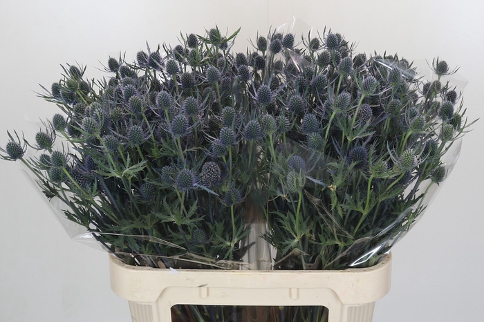 <h4>Eryngium Blue Dynamite</h4>