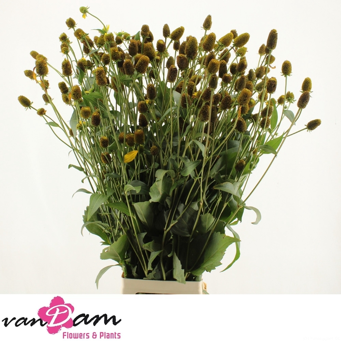 <h4>RUDBECKIA NITIDA</h4>