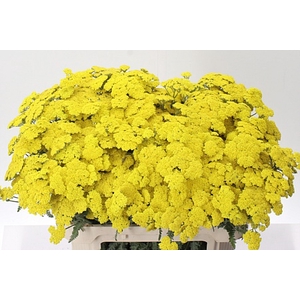 Achillea Moonshine