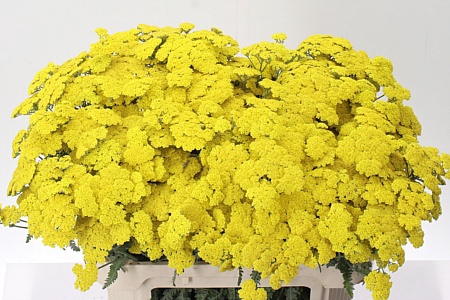 <h4>Achillea Moonshine</h4>