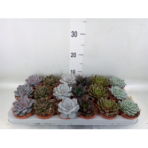 Echeveria   ...mix