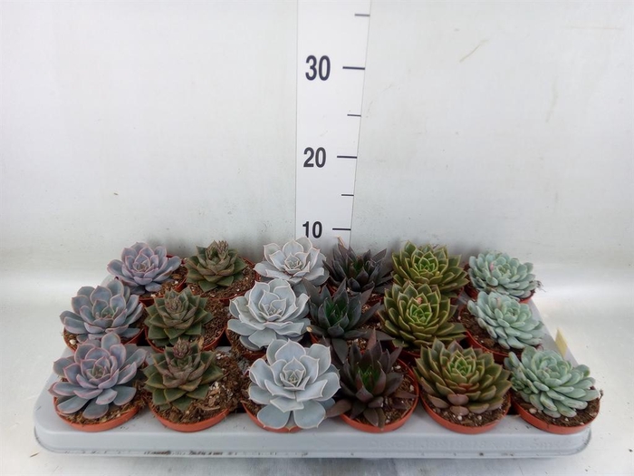 <h4>Echeveria ...mix</h4>