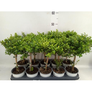 Myrsine africana