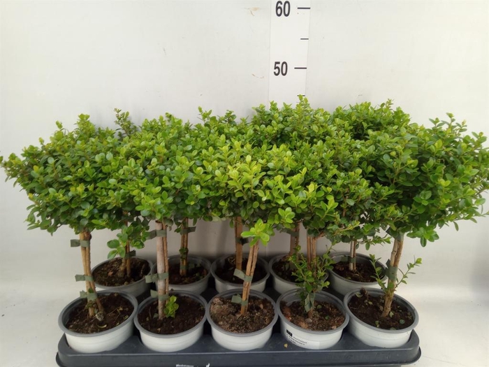 <h4>Myrsine africana</h4>