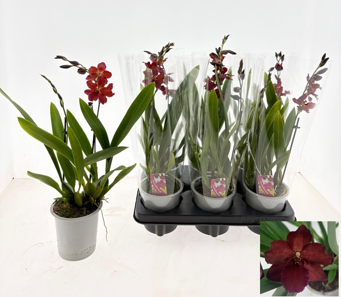 <h4>ORCHIDEEEN OVERIG</h4>