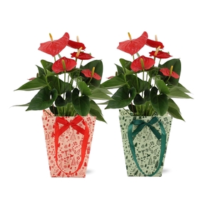 Anthurium Esudo in Cozy Christmas bag