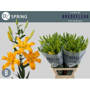 LI LA BF SPRING