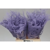Aspa 1e Veren Light Milka X50