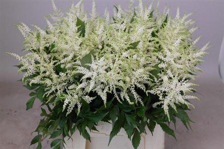 <h4>Astilbe Ja Washington</h4>