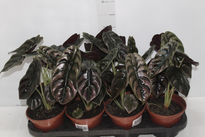 <h4>ALOCASIA CUPREA P15</h4>