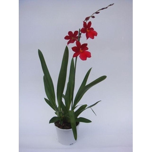 Cambria Nelly Isler 1T8+