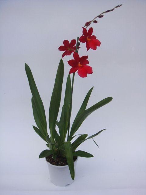 <h4>Cambria Nelly Isler 1T8+</h4>