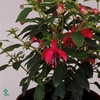 FUCHSIA TOM THUMB