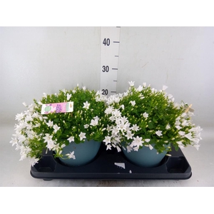 Campanula porten. 'Ambella White'