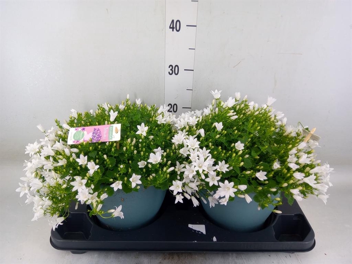 <h4>Campanula porten. 'Ambella White'</h4>
