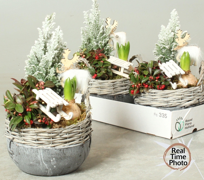 <h4>ARR TUINPLANTEN</h4>