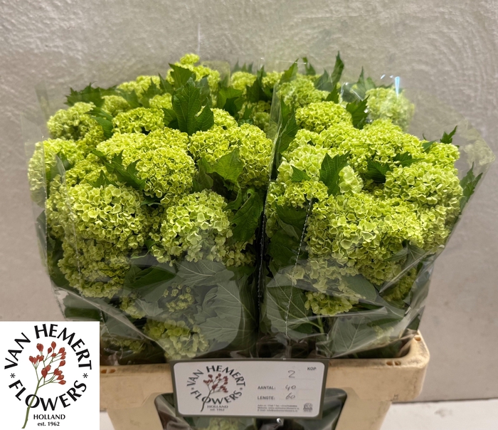 <h4>VIBURNUM ROSEUM ST</h4>