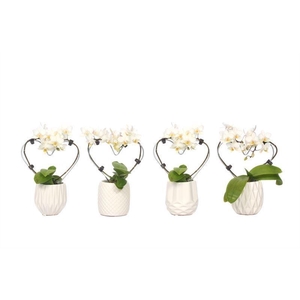 Dolomite Mix Tiny Dolls Hartvorm Wit 2T12+ Aqu@