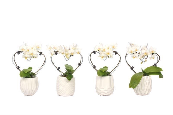 <h4>Dolomite Mix Tiny Dolls Hartvorm Wit 2T12+ Aqu@</h4>