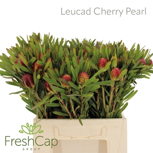 Leucad Cherry Pearl