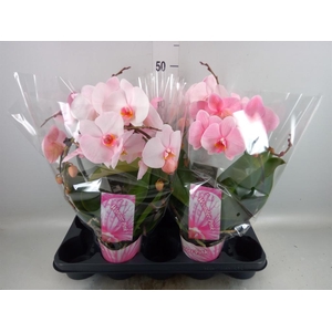 Phalaenopsis   ...