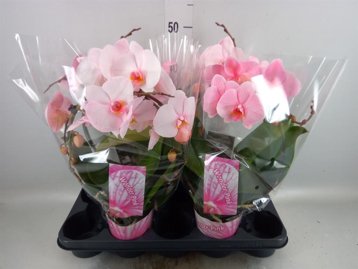 <h4>Phalaenopsis   ...</h4>