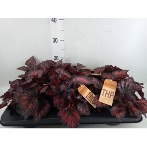 Begonia BD 'MagicColours Red Kiss'