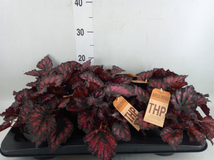 <h4>Begonia BD 'MagicColours Red Kiss'</h4>