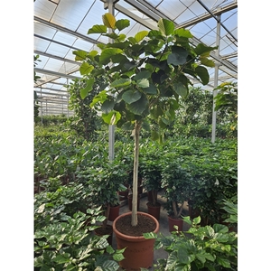 Ficus umbellata