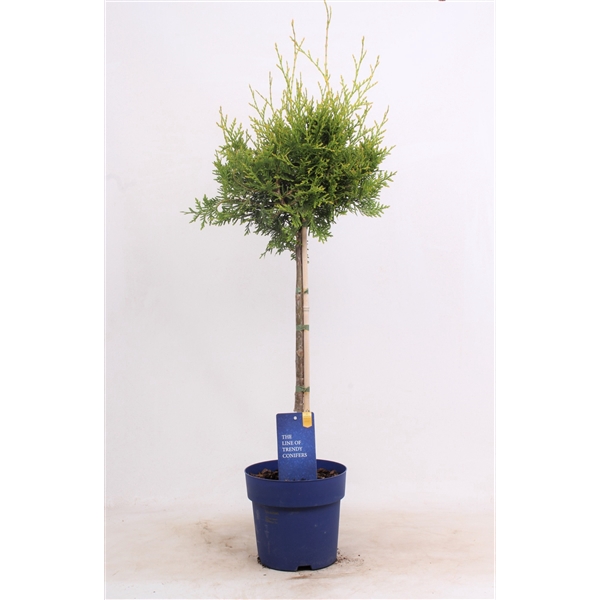 <h4>Thuja occ. 'Brabant' - op stam</h4>